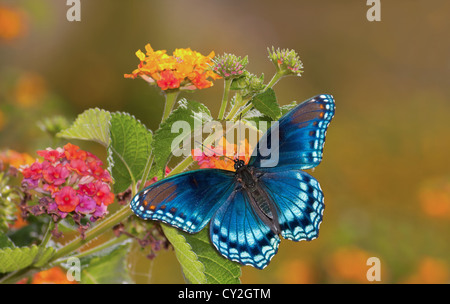 Schöne Red Spotted lila Admiral Schmetterling auf bunten Lantana Blume in der Sonne Stockfoto