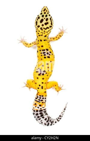 Leopardgecko auf weißem Hintergrund. Stockfoto