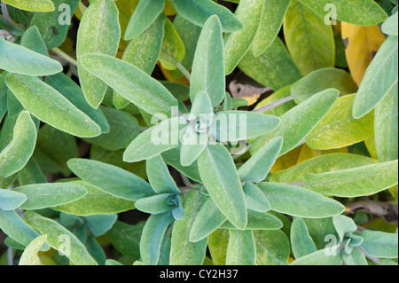 Salvia Officinalis (Salbei, Garten häufig Salbei) Stockfoto