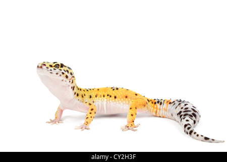 Leopardgecko auf weißem Hintergrund. Stockfoto