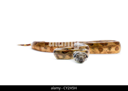 Hog Island Boa Constrictor auf weißem Hintergrund. Stockfoto