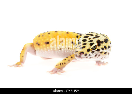 Leopardgecko auf weißem Hintergrund. Stockfoto