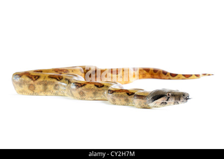 Hog Island Boa Constrictor auf weißem Hintergrund. Stockfoto