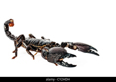 Kaiser-Skorpion auf weißem Hintergrund Stockfoto