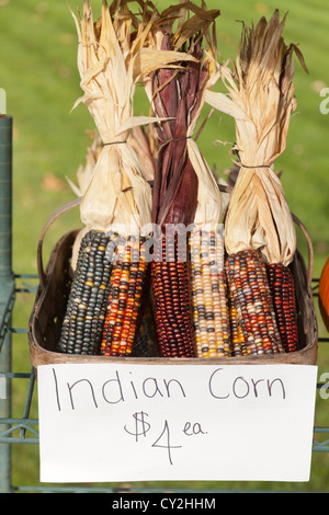 Mais, Herbst, Bauernhof Stand, in der Nähe von Danby, Vermont, USA Stockfoto