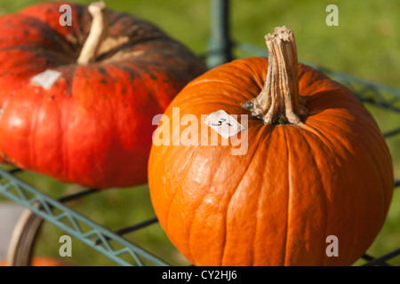 Kürbisse, Herbst, Bauernhof Stand, in der Nähe von Danby, Vermont, USA Stockfoto