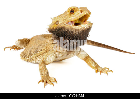 Bartagame auf weißem Hintergrund. Stockfoto