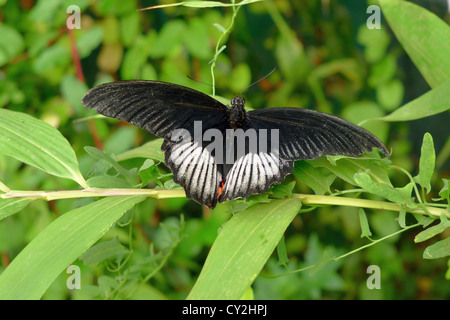 Schwarz-weiß und rot Schmetterling Stockfoto