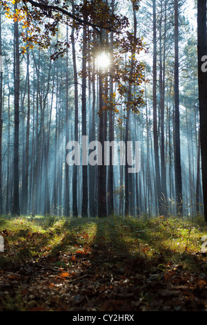 blaue Strahlen im herbstlichen Wald, geheimnisvolle Landschaft Stockfoto