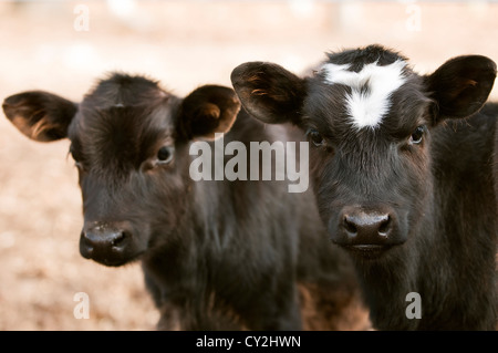 Zwei junge Schokoladen farbigen Kühe schauen in Richtung des Betrachters. Stockfoto