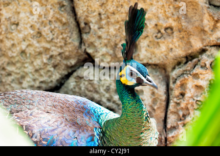 Pfau, Ruhe in der Sonne vor der Steinmauer. Stockfoto