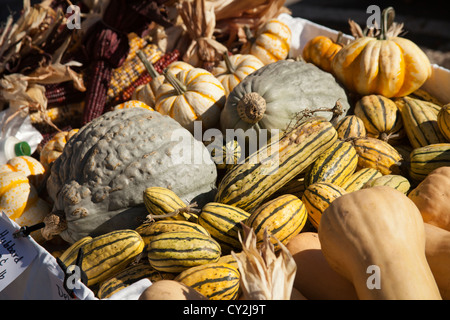 Kürbisse, Kürbisse und Kalebassen, Bauernmarkt, Montpelier, Vermont, USA Stockfoto