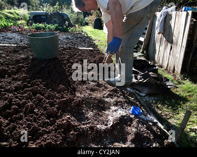 Ein Mann, der sich beugte und den Garten grub und Kalk aufspann An einem schönen trockenen Tag im Herbst auf die Erde Carmarthenshire Wales Großbritannien KATHY DEWITT Stockfoto