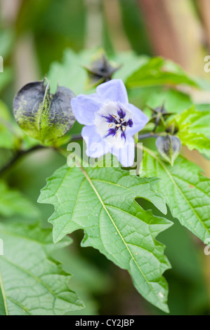 Nicandra, "Pflanze" Shoo Fly soll davon abhalten, Blattläuse und Schädlinge von Gartenpflanzen Stockfoto