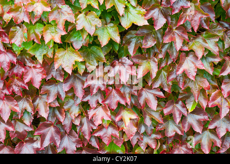 Boston Creeper, Parthenocissus Tricuspidata, Blätter im Herbst, England September rot Stockfoto