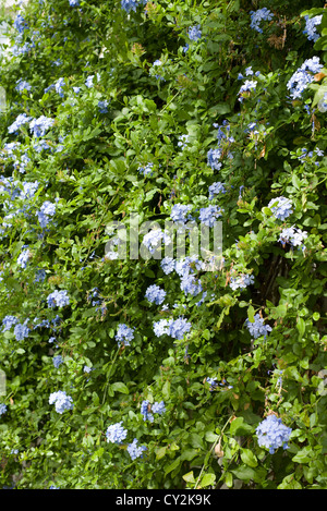 Plumbago Auriculata, Blüte unter Glas, England, Oktober Stockfoto