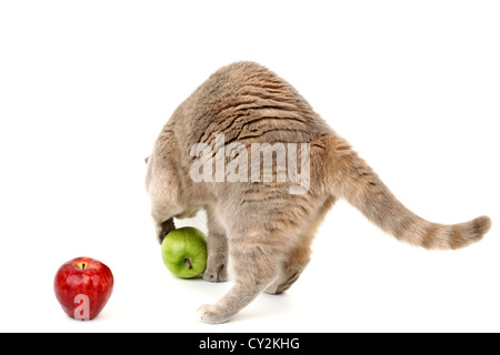 Katze finden Äpfel isoliert auf weiss Stockfoto