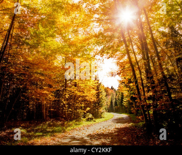 DE - Bayern: Herbst in Farchet Woods in der Nähe von Bad Tölz Stockfoto