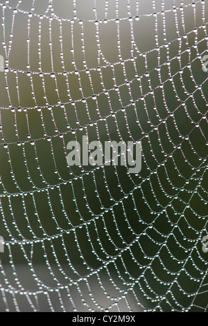 Nahaufnahme des Garten Spinnen Web mit Tau bedeckt, an einem nebligen Herbstmorgen, England, Oktober. Stockfoto