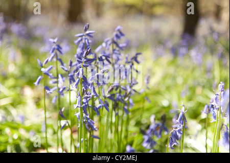 Glockenblumen Buche Eiche und Birke Wald bei Sonnenschein, Frühlings Sonnenstrahlen durchbrechen Holz auf Waldboden Stockfoto