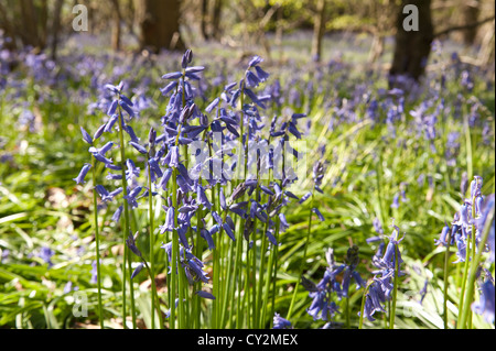 Glockenblumen Buche Eiche und Birke Wald bei Sonnenschein, Frühlings Sonnenstrahlen durchbrechen Holz auf Waldboden Stockfoto