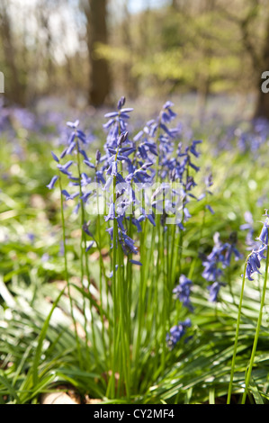 Glockenblumen Buche Eiche und Birke Wald bei Sonnenschein, Frühlings Sonnenstrahlen durchbrechen Holz auf Waldboden Stockfoto