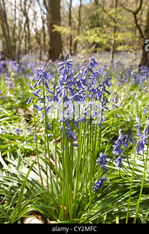 Glockenblumen Buche Eiche und Birke Wald bei Sonnenschein, Frühlings Sonnenstrahlen durchbrechen Holz auf Waldboden Stockfoto