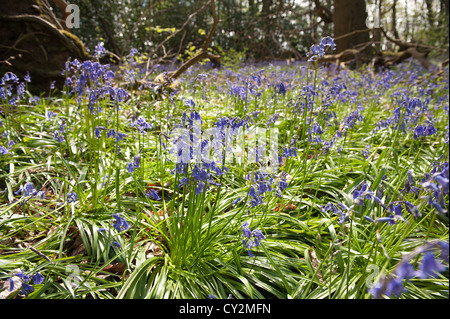 Glockenblumen Buche Eiche und Birke Wald bei Sonnenschein, Frühlings Sonnenstrahlen durchbrechen Holz auf Waldboden Stockfoto