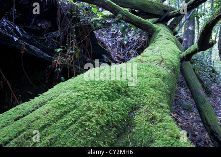 Gefallene Wald Baum in grünen Flechten bedeckt. Stockfoto