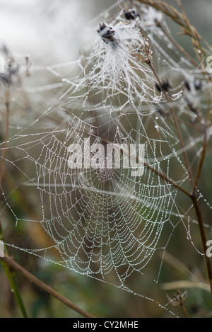 Garten Spinnen Web mit Tau bedeckt, an einem nebligen Herbstmorgen, England, Oktober. Stockfoto