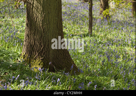 Glockenblumen Buche Eiche und Birke Wald bei Sonnenschein, Frühlings Sonnenstrahlen durchbrechen Holz auf Waldboden Stockfoto