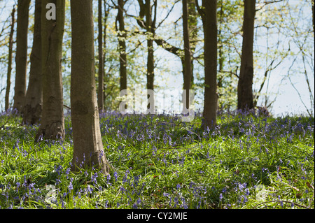 Glockenblumen Buche Eiche und Birke Wald bei Sonnenschein, Frühlings Sonnenstrahlen durchbrechen Holz auf Waldboden Stockfoto