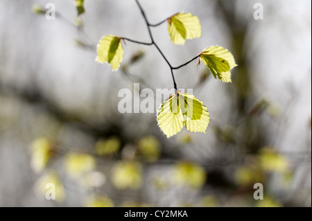 Neue junge Buche lässt Hintergrundbeleuchtung im Sonnenaufgang im Morgengrauen in geschützten Urwald Fagus Sylvatica Baum Natur ändern Stockfoto