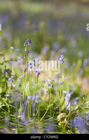 Glockenblumen Buche Eiche und Birke Wald bei Sonnenschein, Frühlings Sonnenstrahlen durchbrechen Holz auf Waldboden Stockfoto