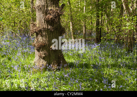 Glockenblumen Buche Eiche und Birke Wald bei Sonnenschein, Frühlings Sonnenstrahlen durchbrechen Holz auf Waldboden Stockfoto