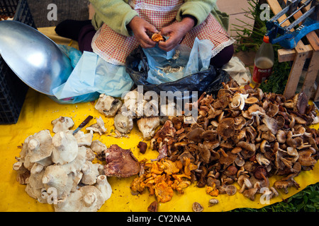 Wild Mushroom Forager auf Jamaika Markt in Colonia Jamaika im Venustiano Carranza Stadtteil von Mexiko-Stadt Stockfoto