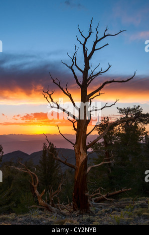 Dramatischen Blick auf the Ancient Bristlecone Pine Forest. Stockfoto
