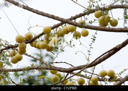 Indische Stachelbeere; Emblica Officinalis oder Phyllanthus Emblica L, Tamil Nadu, Indien. Stockfoto