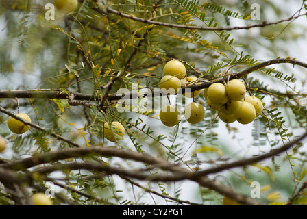 Indische Stachelbeere; Emblica Officinalis oder Phyllanthus Emblica L, Tamil Nadu, Indien. Stockfoto