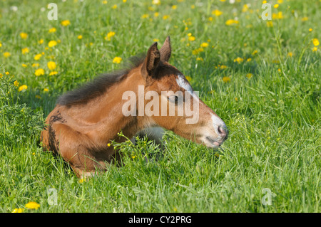 Oldenburg Pferdefohlen im Feld Stockfoto