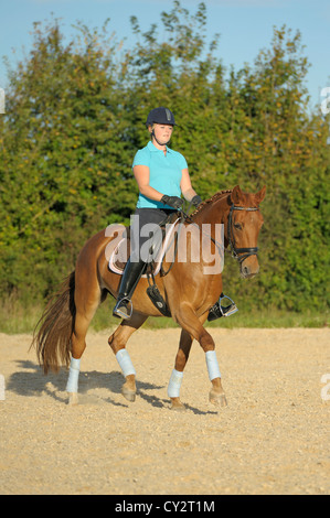 Dressurreiterin auf Rückseite des Bayerischen Pferd Reiten mittlere Trab Stockfoto