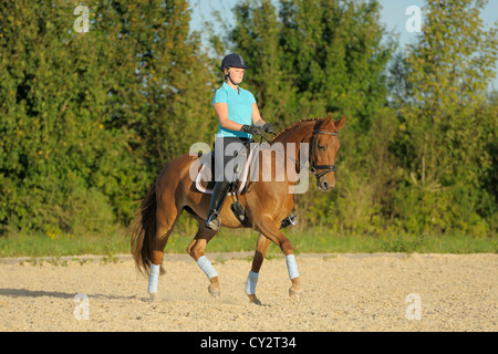 Dressurreiterin auf Rückseite des Bayerischen Pferd Reiten mittlere Trab Stockfoto