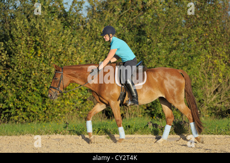 Reiter auf der Rückseite ein bayerisches Pferd: das Pferd nach der Fahrt streichelte Stockfoto