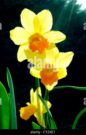 Narzisse (Narcissus "Tete ein Tete") Stockfoto