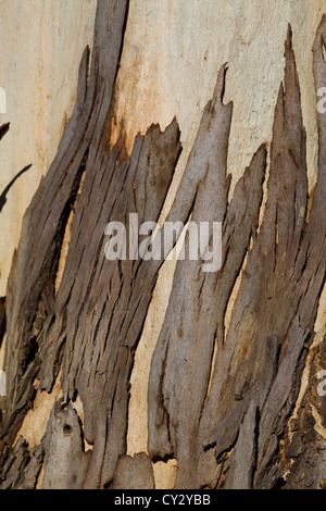 Eukalyptus bellen Eucalyptus deglupta Stockfoto