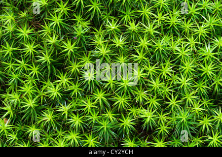 Gemeinsamen Haircap Moos (Polytrichum Commune) Stockfoto