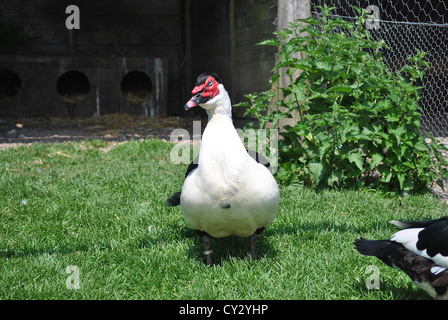 Die Welten teuerste Barbarie-Ente Stockfoto