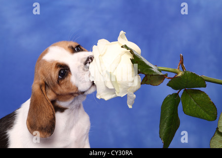 Beagle Welpen Stockfoto