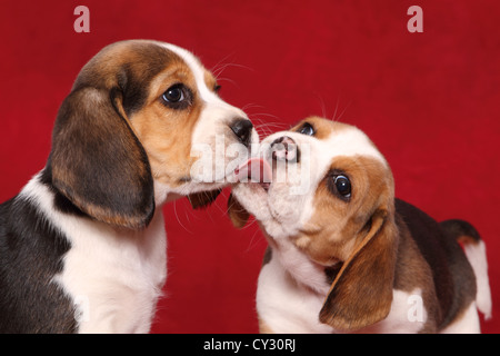 Beagle Welpen Stockfoto