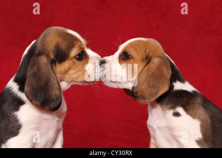 Beagle Welpen Stockfoto